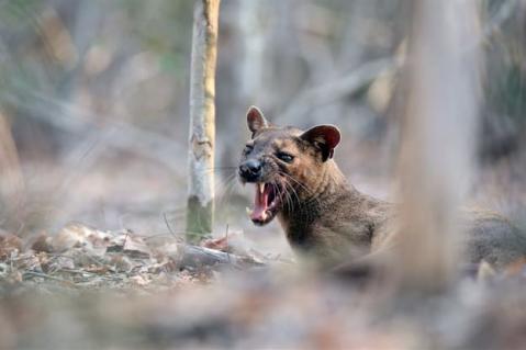 Unbekanntes Madagaskar – Im Reich der Kattas (Arte, 16.30Uhr, 45 Minuten) Der zweite Teil der Reportage über Madagaskar zeigt die elegante Fossa, die Lemuren jagt, Chamäleons, die nur wenige Wochen leben; oder Spinnen, die Angreifer mit einem Tanz verwirren. Die Doku erzählt die Geschichte einer Wunderwelt, und wie dramatisch sie sich verändert. Sie blickt auf auf die Kattas, die berühmten Lemuren mit dem Ringelschwanz.