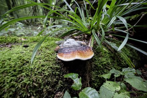 Auch Pilze fühlen sich im Sihlwald wohl.