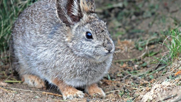 Zwergkaninchen (Brachylagus idahoensis):Nicht zu verwechseln mit dem, was hiesige Kleintierzüchter als Zwergkaninchen kennen, stammt dieser kleine Hasenartige aus Amerika. Anders als all seine Verwandten in der neuen Welt gräbt er Bauten in den trockenen Halbwüsten der westlichen USA.