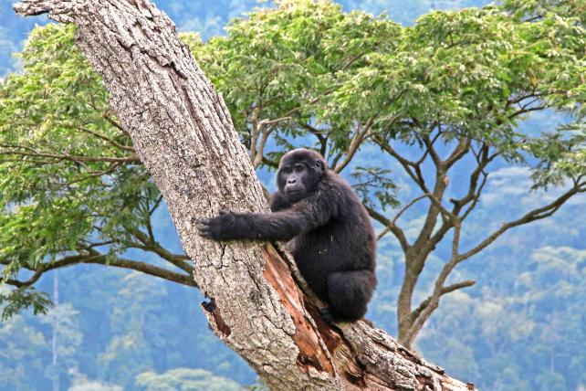 In Ruandas Vulkan-Nationalpark bei der Virunga-Bergkette und im Bwindi Impenetrable National Park im benachbarten Uganda sind die Berggorillas heute dank der Pionierarbeit der berühmten Forscherin Dian Fossey geschützt.