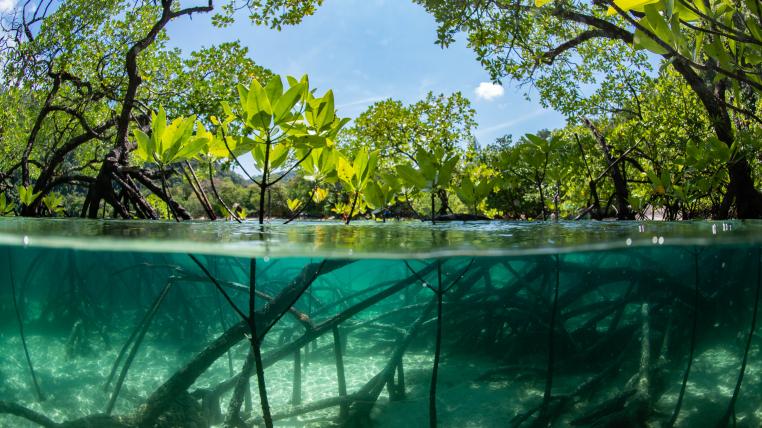 Mangrovenbäume – sie gehören zu den wenigen Arten, die in Salzwasser wachsen – lagern das CO2 in den Sedimenten ab. 