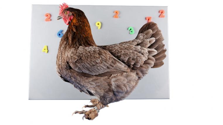 Hühner können mit Zahlen besser umgehen, als man ihnen zutraut.