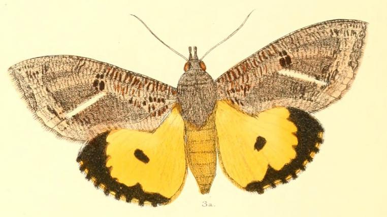 Schillerndes Phänomen: Die Männchen der sogenannten «Dot-underwing-Motte» (Eudocima materna) tragen drei dunkle Flecken auf ihren Flügeln, deren scheinbare Grösse sich je nach Betrachtungswinkel ändert