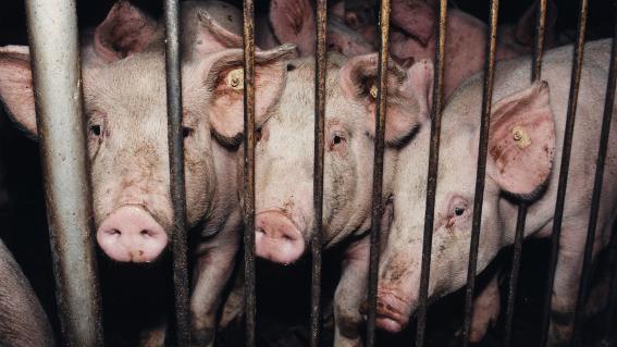 Massentierhaltung, wie in diesem Schweinemastbetrieb in Deutschland, gilt als Treiber der Verbreitung von Viren, die auch dem Mensch gefährlich werden können.
