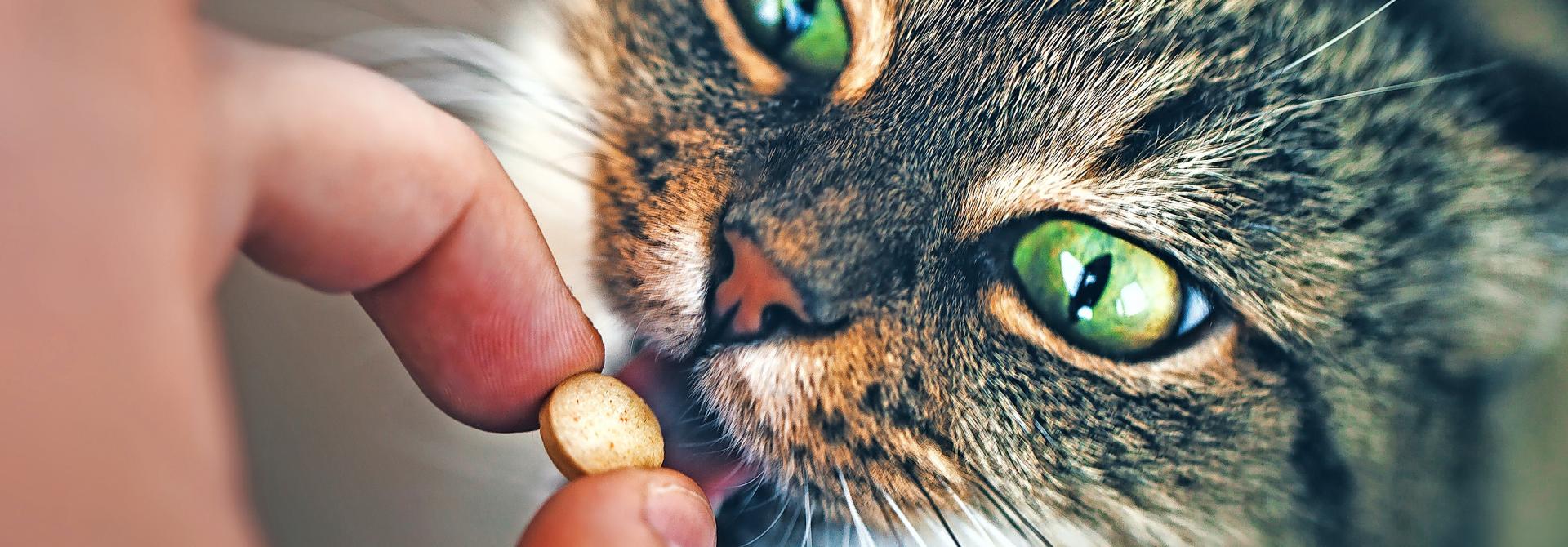 Frau gibt Katze Pille