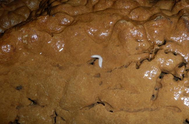 Der Höhlenstrudelwurm (Dendrocoelum nekoum) wurde erst vor einigen Jahren vom Schweizer Höhlenforscher Martin Trüssel entdeckt. Sein Vorkommen ist nur aus der Zentralschweiz bekannt. Auch er ist ein echter Höhlenbewohner.