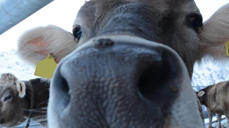 Nur in einem engen Bereich vor ihrem Kopf sehen Rinder ein Objekt mit beiden Augen und damit dreidimensional.