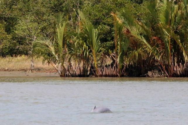 In den Gewässern der Sundarbans leben auch Meeressäuger wie der Ganges- oder der Irrawaddidelfin (Bild).