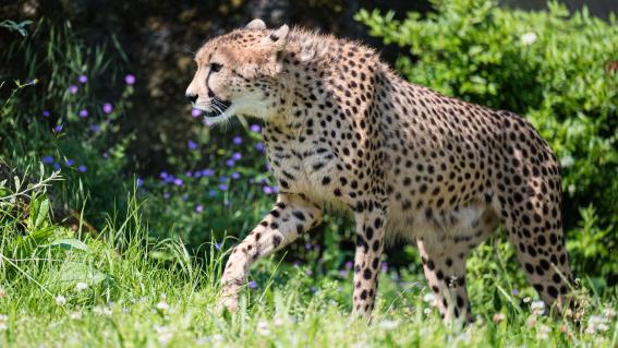 Ausgewachsene Geparden, wie Dina, können bis zu 95Km/h schnell rennen.