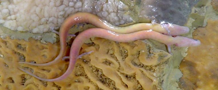 Der Grottenolm (Proteus annguinus) ist ein aquatisch lebender Salamander, der permanent in Höhlen lebt. Er gehört damit zu den Echten Höhlentieren (Troglobionte Fauna).
