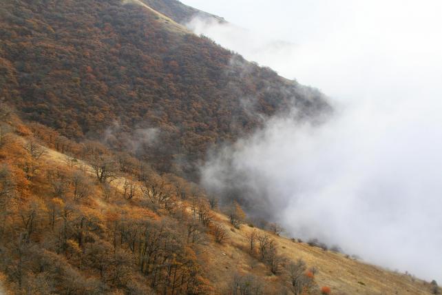 Das Shikahogh-Reservat ist das zweitgrösste Waldreservat Armeniens.