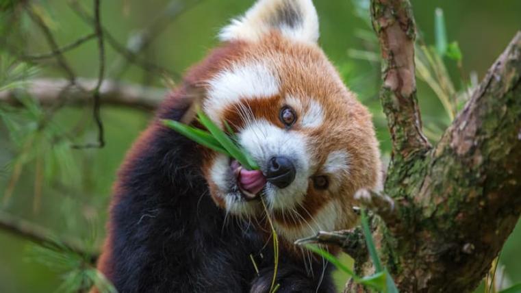Sowohl als auch: Kleine Pandas fressen Pflanzennahrung wie Bambus, Eicheln und Beeren, aber auch tierisches wie Eier und kleine Vögel. 