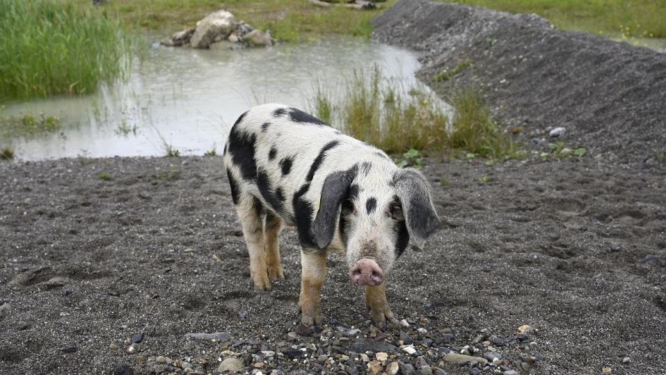 Das Turopolje-Schwein hält den Tümpel und die Ruderalflächen frei für Vegetation und leistet so einen wichtigen Beitrag zum Amphibienschutz.