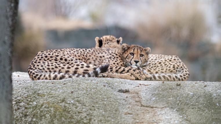 Die Geparden Geschwister Saada und Sambesi kamen im April 2021 auf die Welt.