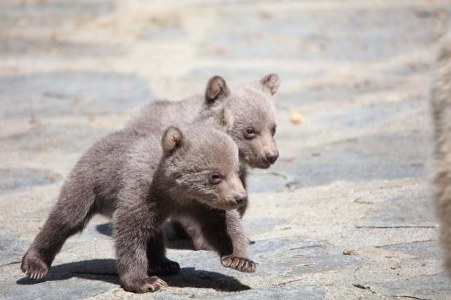 Drei kleine Bärchen im Zoo von Servion - tierwelt.ch | TierWelt