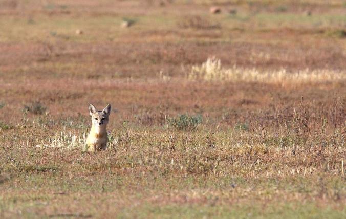Nahe verwandt mit dem Swiftfuchs ist der Kitfuchs (Vulpes macrotis). Sein Verbreitungsgebiet beschränkt sich aber auf den Südwesten der USA.