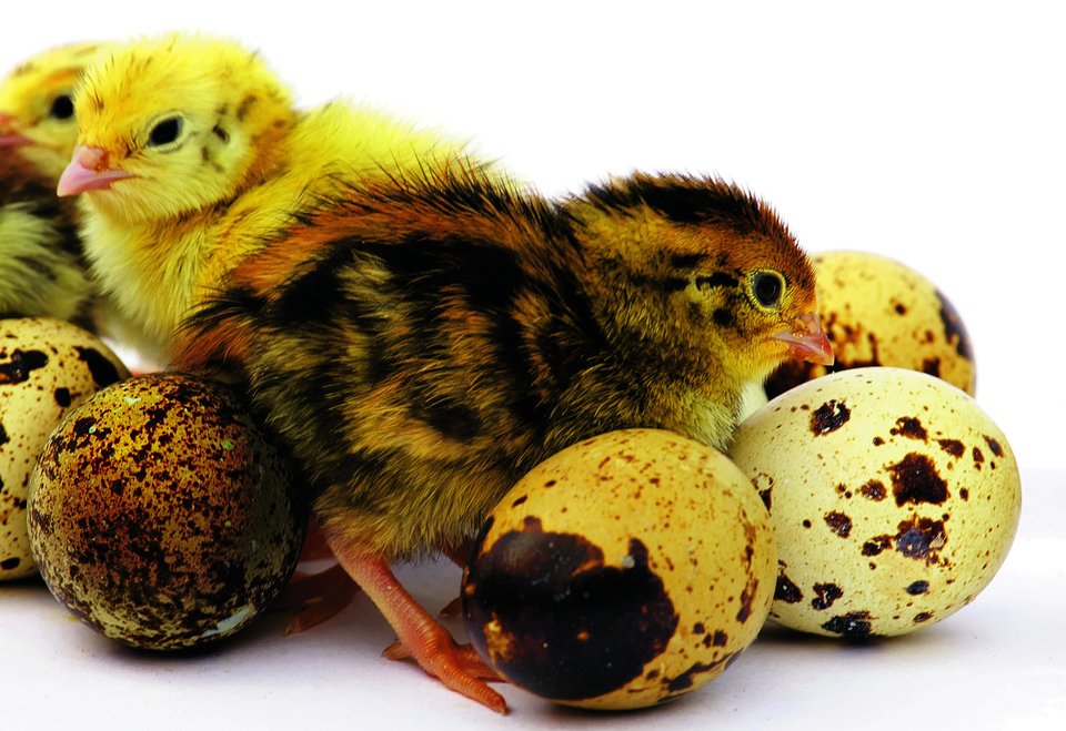 Wieso Wachteln und ihre Eier so speziell sind - tierwelt.ch | TierWelt