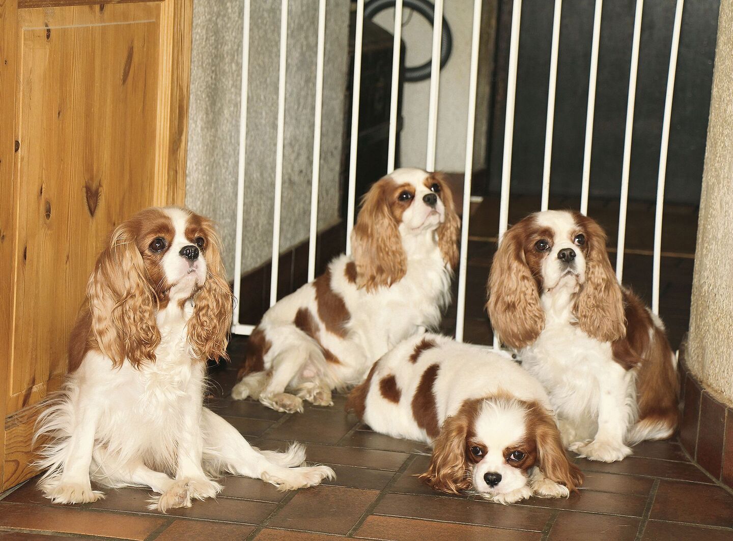 paraply Kollegium veltalende Cavalier King Charles Spaniel: Beliebter Gesellschaftshund und  kinderfreundlich - tierwelt.ch | TierWelt