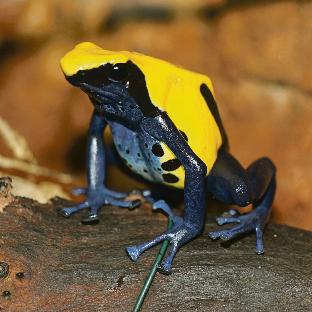 Ein gelb-schwarzer Färberfrosch der Farbvariante «Citronella» unterwegs im Regenwaldterrarium.