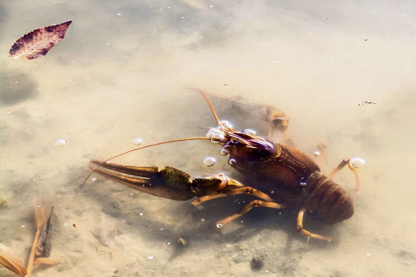 Flusskrebse in Bedrängnis - tierwelt.ch | TierWelt