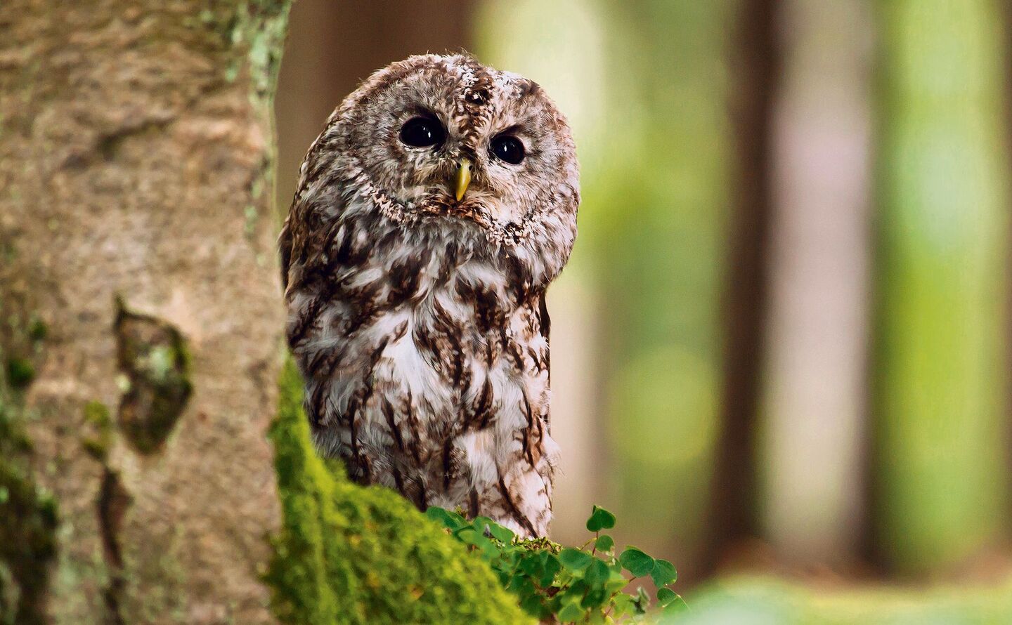 Der Ruf Der Eule Tierwelt ch TierWelt