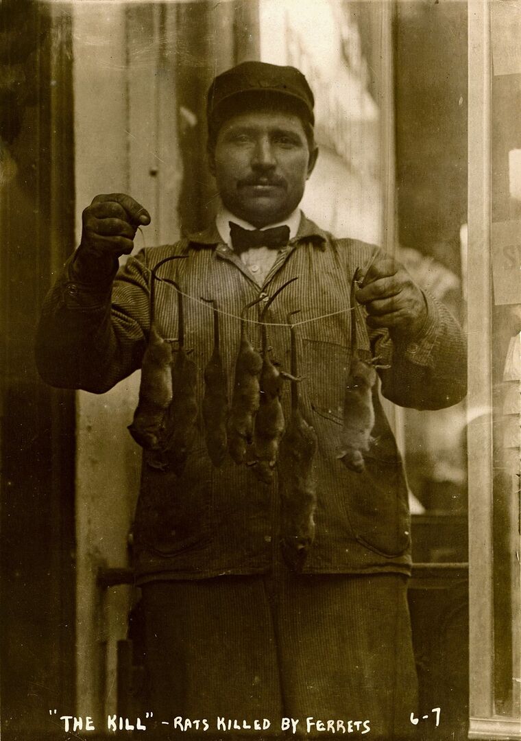 Ein Rattenfänger in New York zeigt 1908 seine Beute.