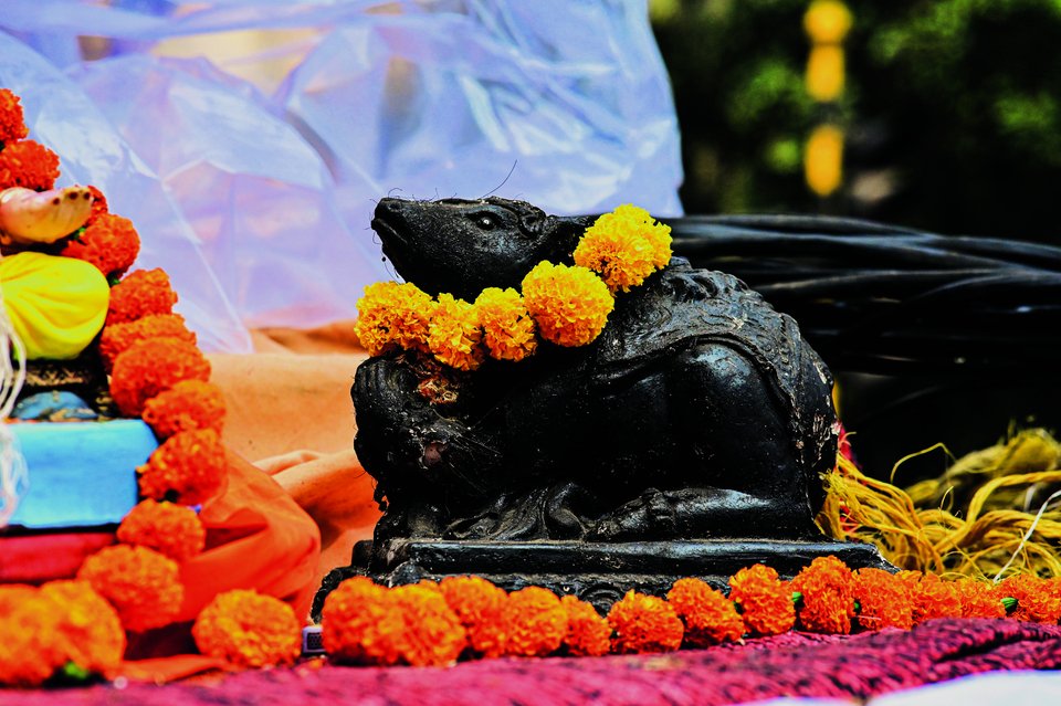 Eine Ratte soll der hinduistischen Gottheit Ganesha als Reittier gedient haben. 