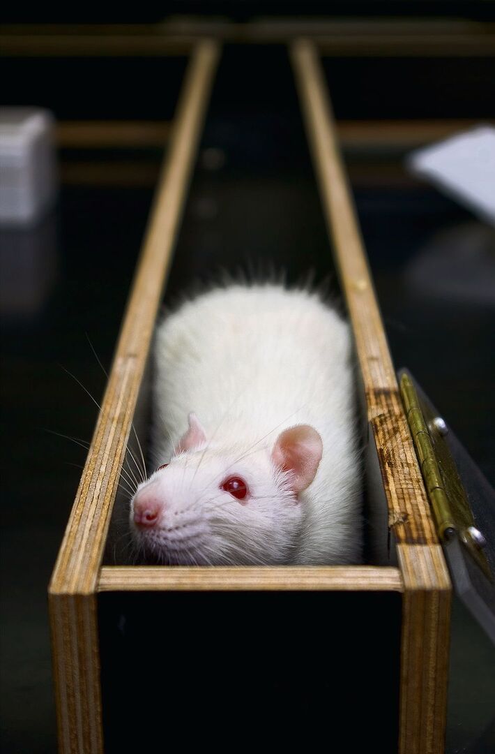 Ratten in einem Labyrinth gehören zu den Klassikern der Verhaltensforschung.