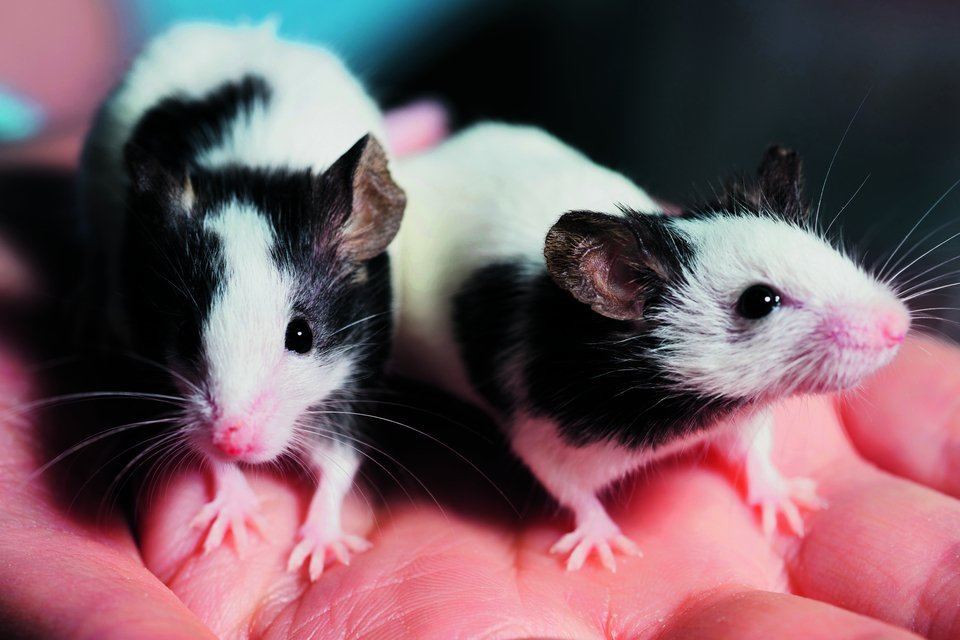 Zahme Ratten kommen in allen möglichen Farbvarianten vor. 