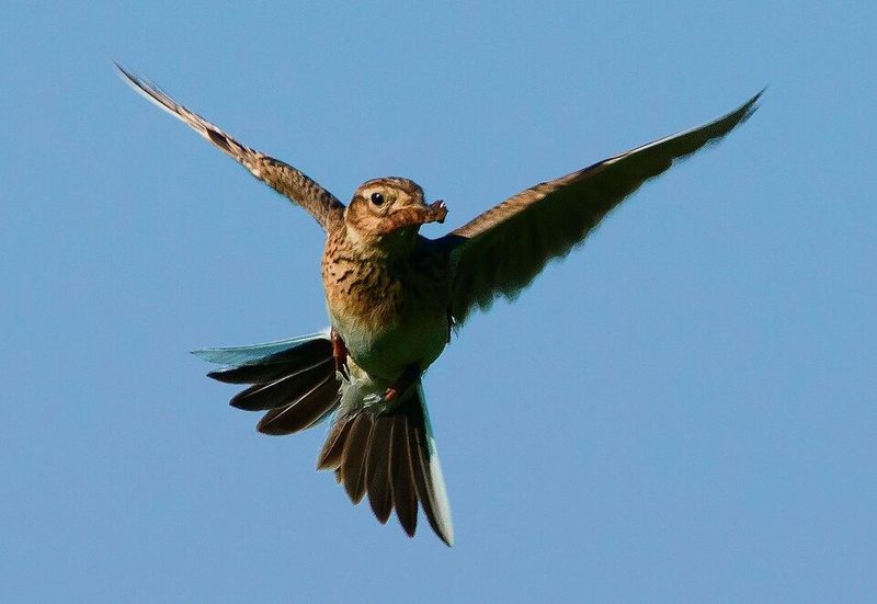 Feldlerchen können dank spät gemähter Wiesen wieder ihre Brut aufziehen und finden in den Biodiversitätsförderflächen ausreichend Insekten.