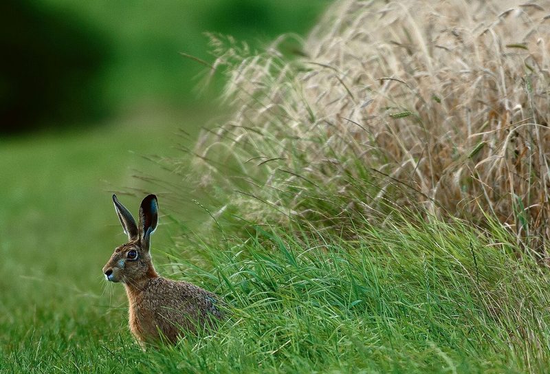 Der Feldhasenbestand im Klettgau hat sprunghaft zugenommen, dank Biodiversitätsförderflächen.