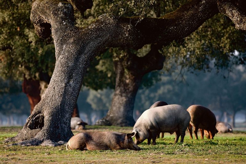 Am liebsten streifen Ibérico-Schweine frei durch die Eichenwälder im Südwesten Spaniens und fressen Eicheln.