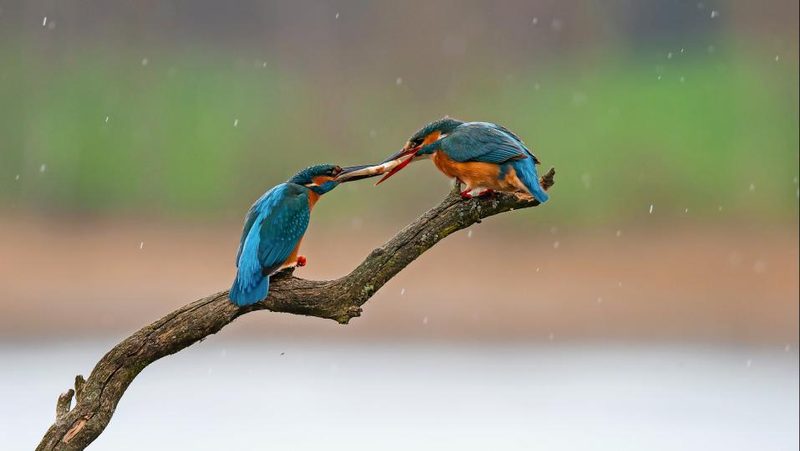 Eisvogel übergibt Fisch