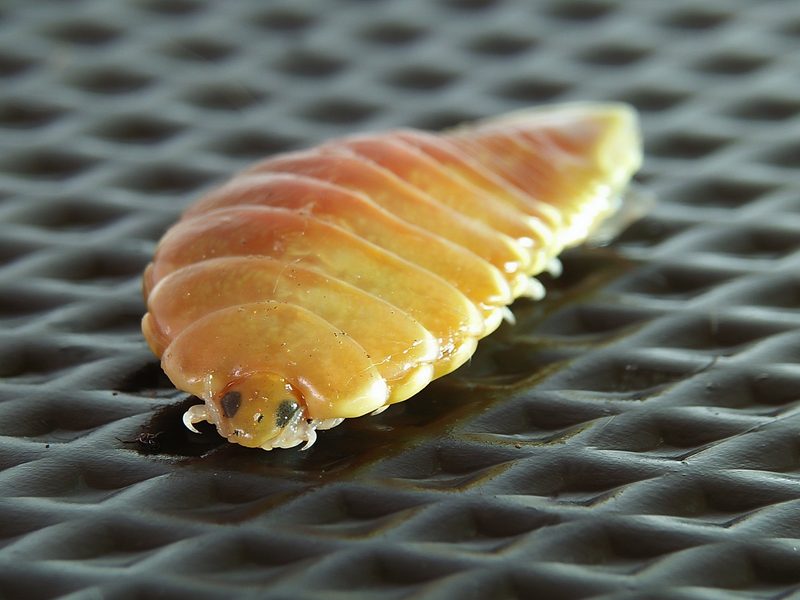Cymothoa exigua: Die Assel, die Fischzungen frisst