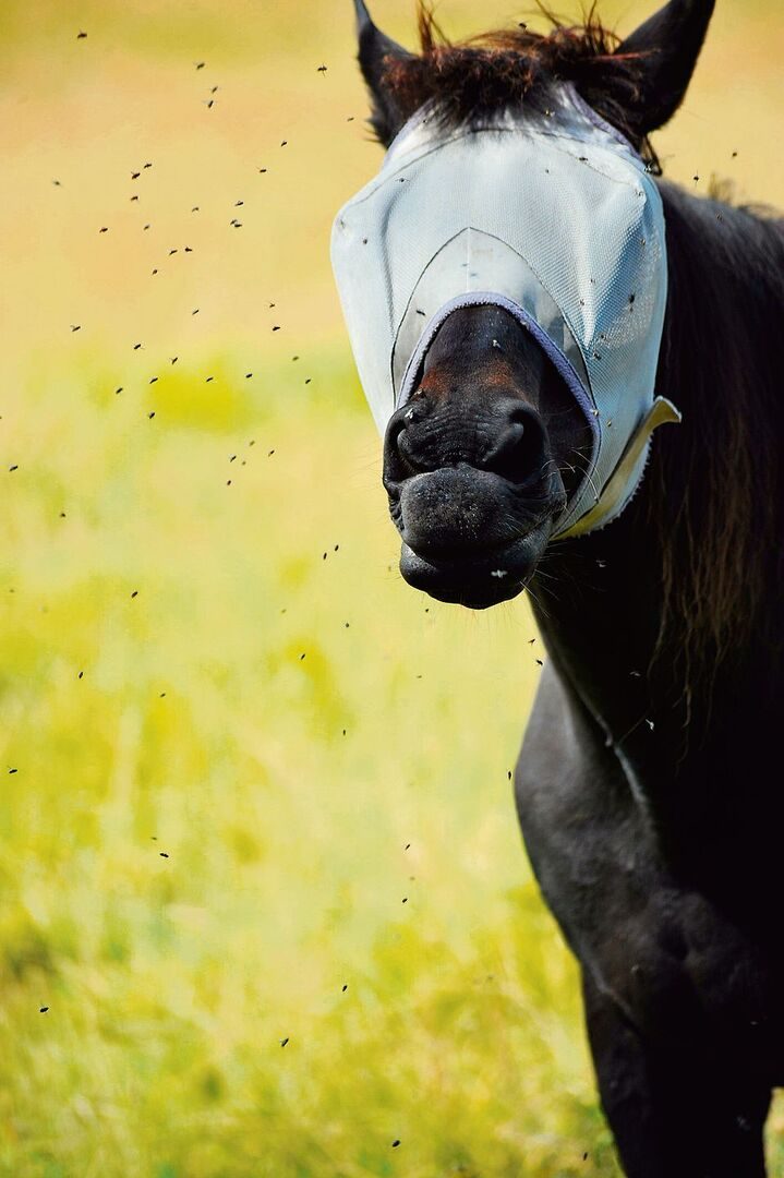 Solche speziellen Fliegenmasken schützen Augen und Ohren der Pferde vor nervigen Insekten. Vorausgesetzt, die Tiere lassen sich diese auch anziehen.