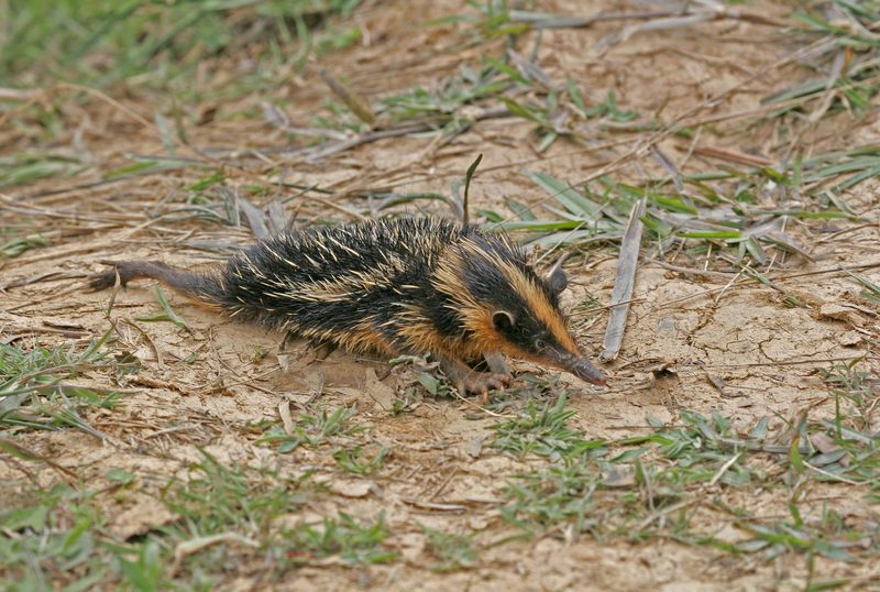 Der Streifentenrek: Stachelträger aus Madagaskar