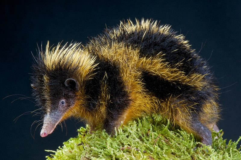 Der Streifentenrek: Stachelträger aus Madagaskar