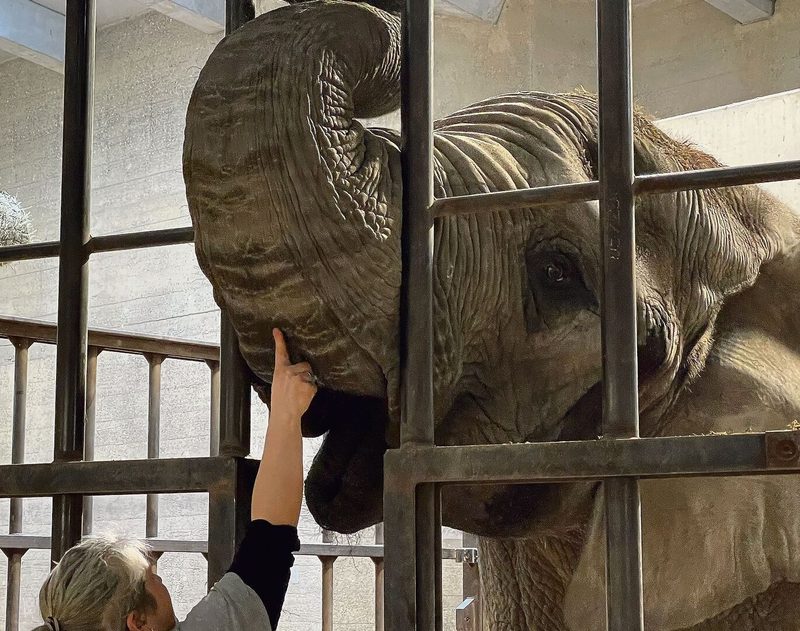 Elefantendame Maya zeigt ihre Zähne zur Kontrolle.