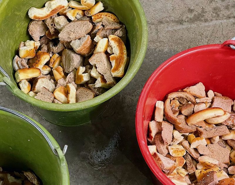 Zur Belohnung gibt es für die Tiere trockenes Brot.