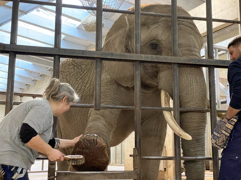 Klickertraining für Elefanten im Zoo Basel
