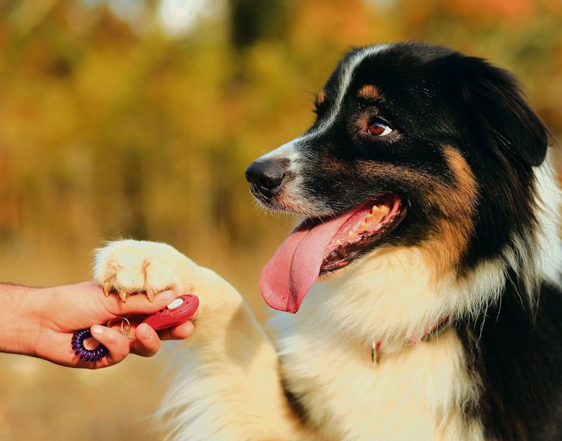 Fast jedes Tier kann das Klickertraining erlernen, egal ob Wildtier oder Haustier. Hunde lernen besonders schnell.