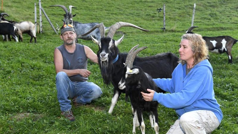 Die Vielfalt der Schweizer Ziegenrassen
