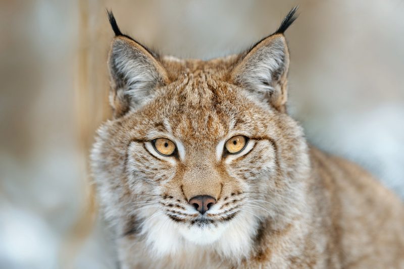 Der Luchs: Grosse Wildkatze mit Pinselohren