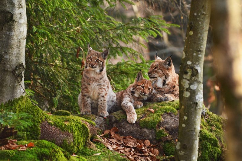 Der Luchs: Grosse Wildkatze mit Pinselohren
