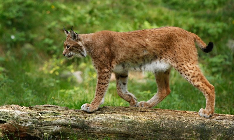 Der Luchs: Grosse Wildkatze mit Pinselohren