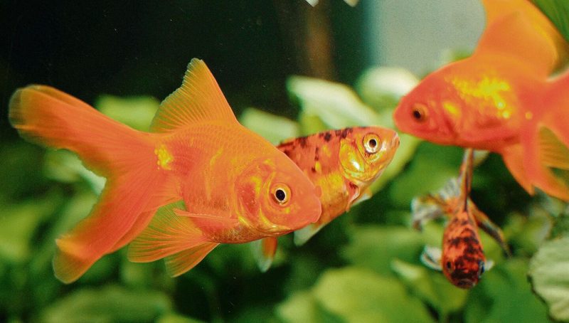 Von Goldfischen gibt es viele verschiedene Zucht- und Farbformen. Sie werden seit Alters her gezüchtet.
