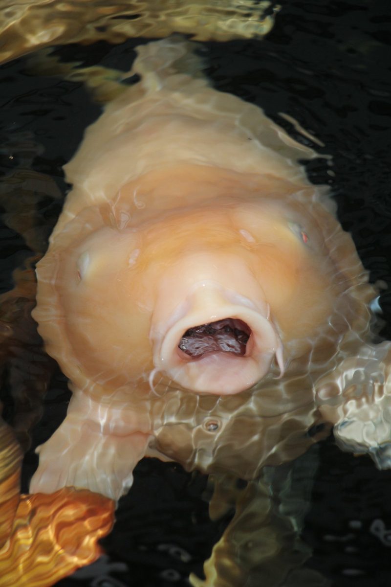 Fische im Gartenteich