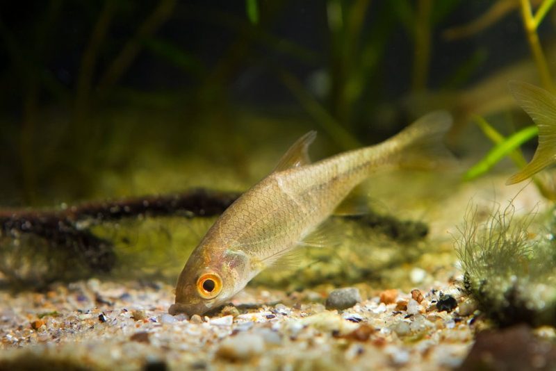 Fische im Gartenteich