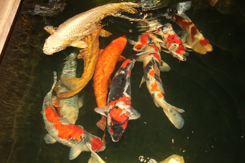 Fische im Gartenteich