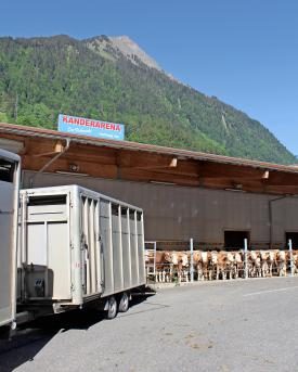 Schlachtviehmarkt Kanderarena